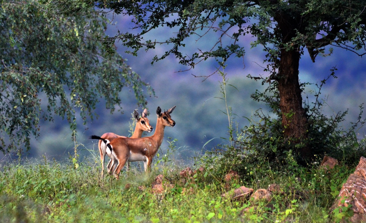 Jaisamand Photo Gallery